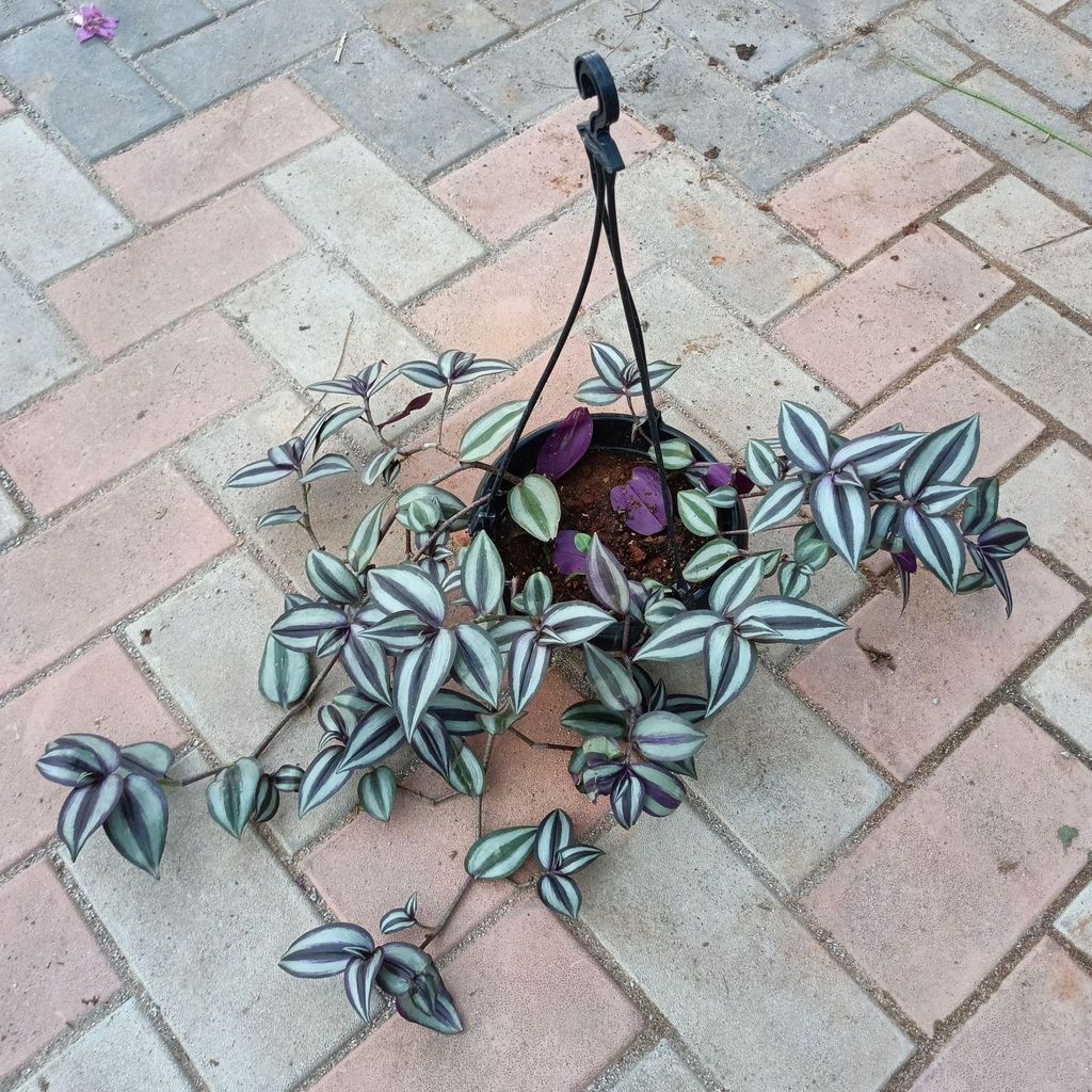 Buy Wandering Jew in 6 Inch Hanging basket Online | Urvann.com Wandering Jew in 6 Inch Hanging basket