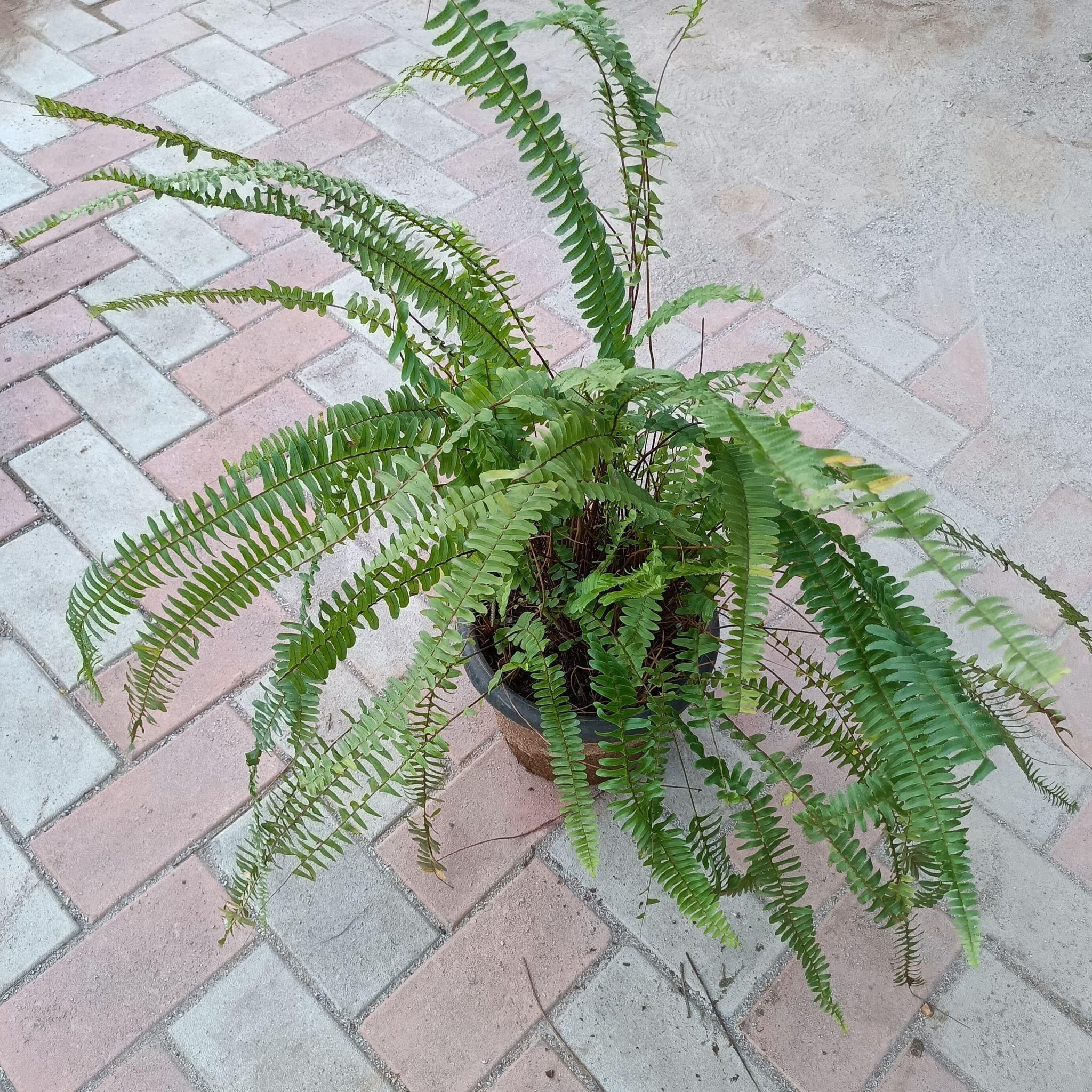 Boston Fern (Large & Bushy) in 10 Inch Nursery Pot