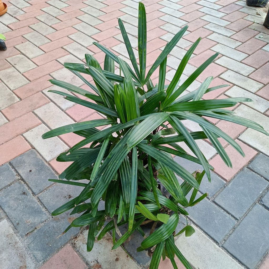 Buy Raphis Palm in 8 Inch Nursery Bag Online | Urvann.com Raphis Palm in 8 Inch Nursery Bag