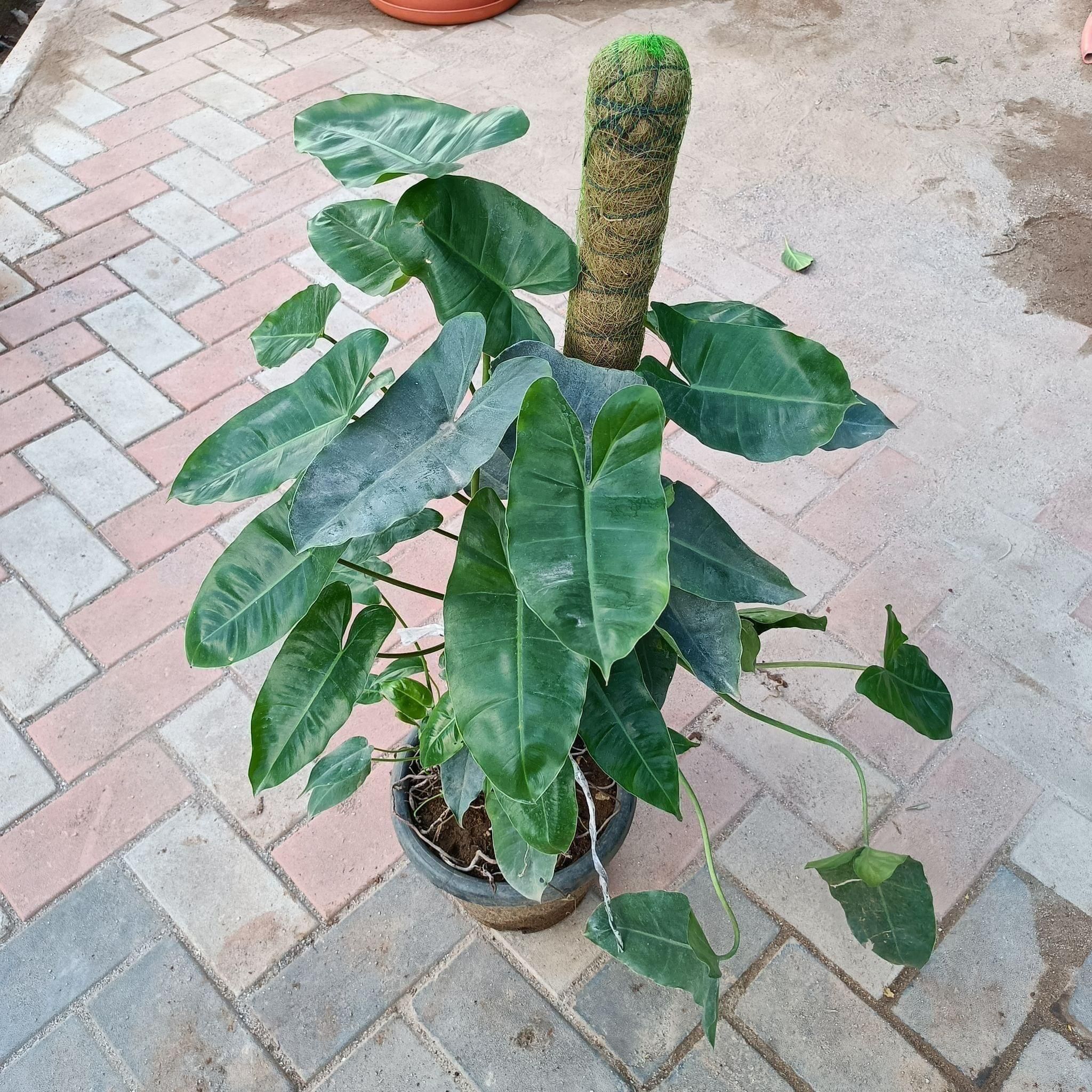 Green Philodendron with 3 ft Moss stick in 10 Inch Nursery Pot