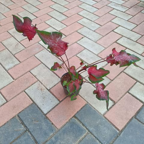 Caladium Red in 5 Inch Live Fresh Plant Nursery Pot in Sector 3