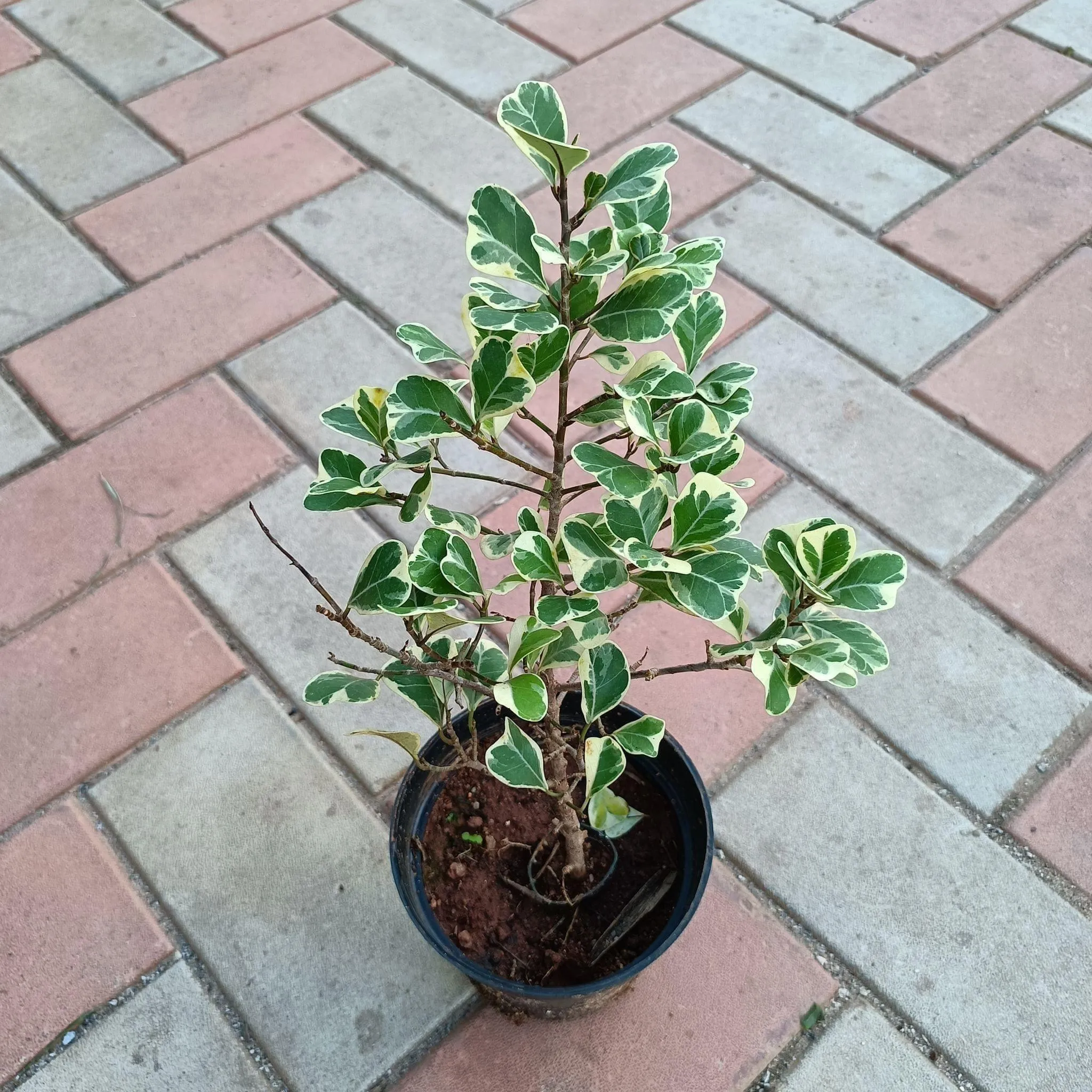 Ficus Triangularis in 5 Inch Nursery Pot