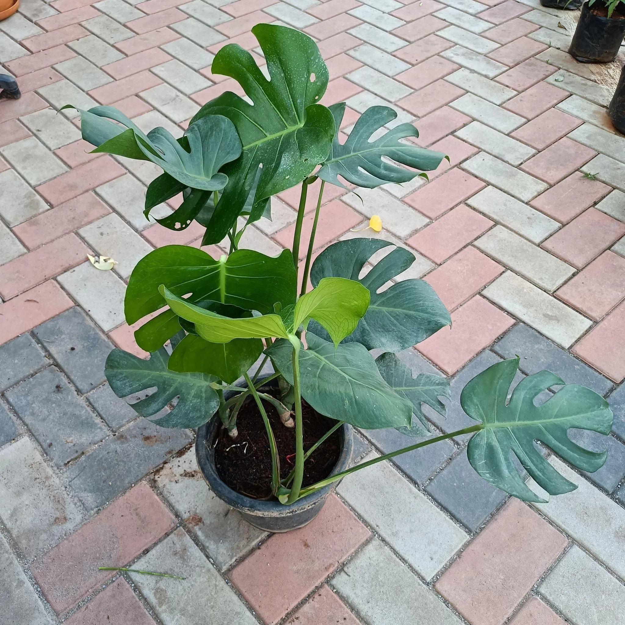 Monstera Deliciosa (~2 feet) in 10 Inch Nursery Pot