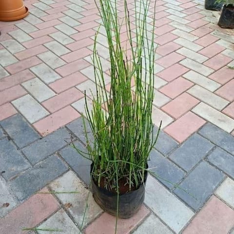 Water Bamboo in 10 Inch Nursery Bag
