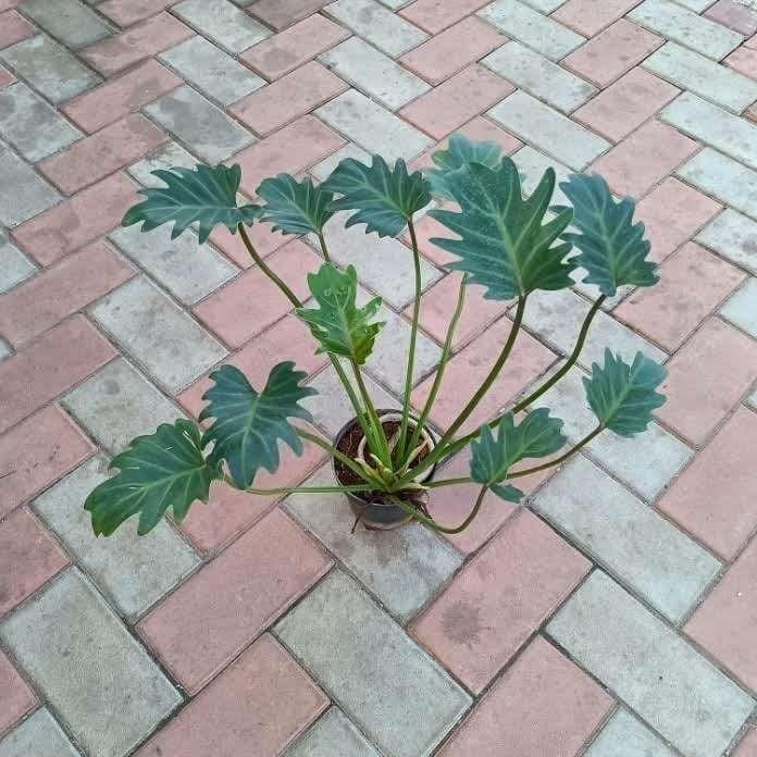 Xanadu Green Long Stem in 6 Inch Nursery Pot
