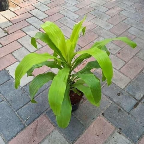 Dracaena Golden in 6 Inch Nursery Pot