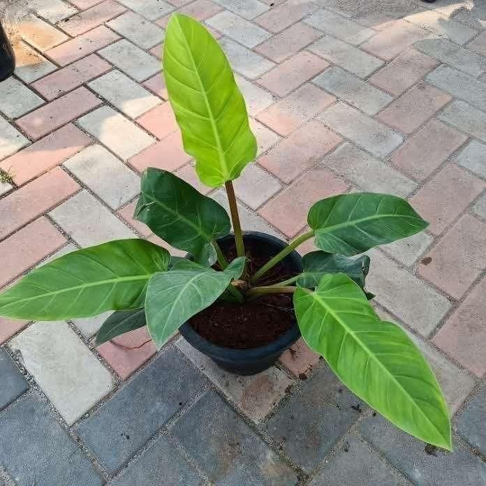 Philodendron Golden Large in 10 Inch Nursery Pot