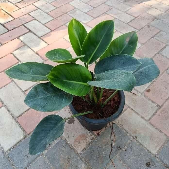 Philodendron Green Large in 10 Inch Nursery Pot