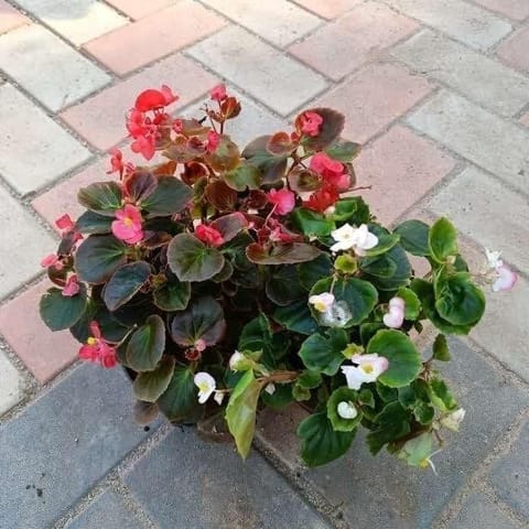 Set of 3 Begonias (Red, Pink & White) in 4 Inch Nursery Pot