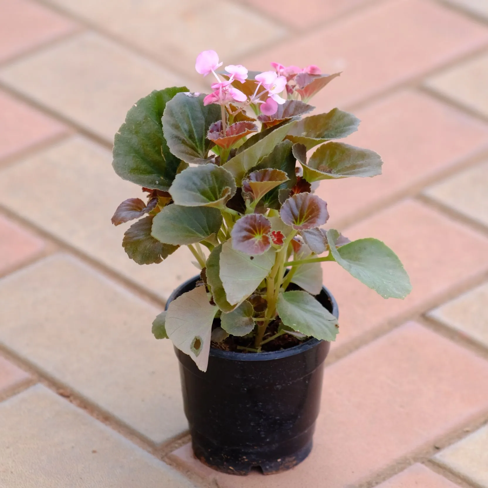 Begonia Pink in 4 Inch Nursery Pot