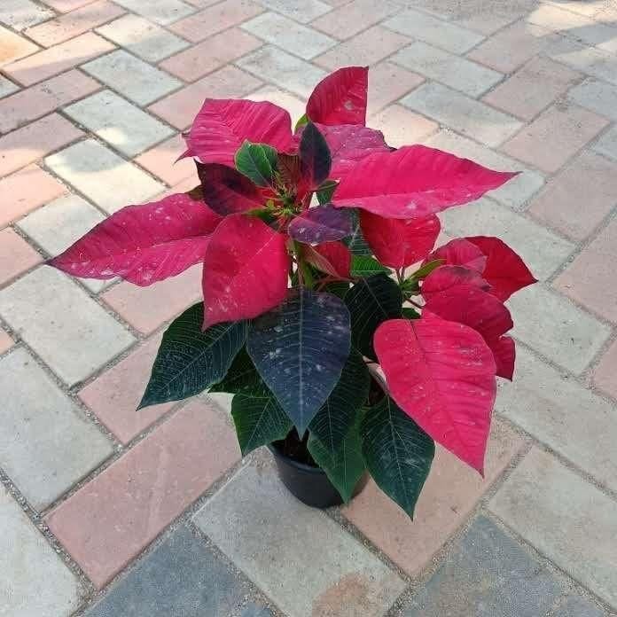 Buy Poinsettia Red in 5 Inch Plastic Pot Online | Urvann.com Poinsettia / Christmas Flower Red in 5 Inch Nursery Pot