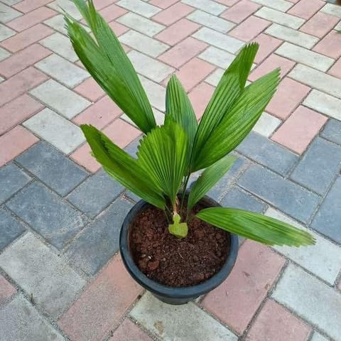 Crumble Palm Feet in 10 Inch Nursery Pot