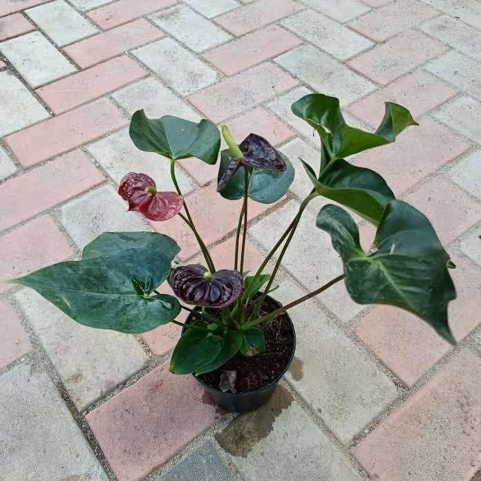 Buy Snake Variegated in 4 Inch Plastic Pot Online | Urvann.com Anthurium Maroon in 4 Inch Nursery Pot