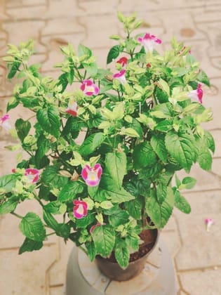 Buy Wishbone Flower / Torenia Pink in 5 Inch Plastic Pot Online | Urvann.com