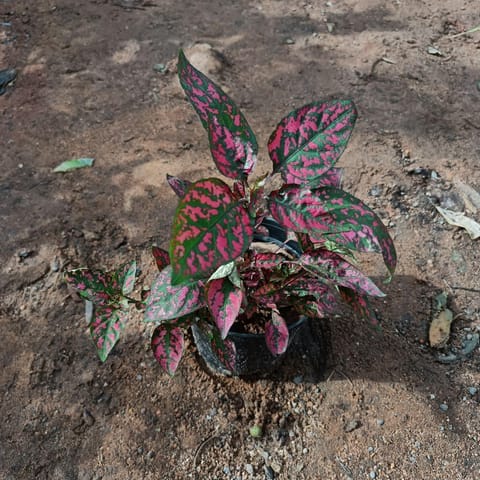 Hypostes Polka Dot Red in 4 Inch Nursery Pot