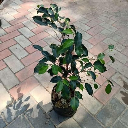 Buy Ficus Benjamina in 8 Inch Nursery Bag Online | Urvann.com