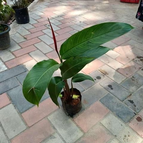 Bird of Paradise ~ 1.5-2 ft (any colour) in 4 Inch Nursery Bag