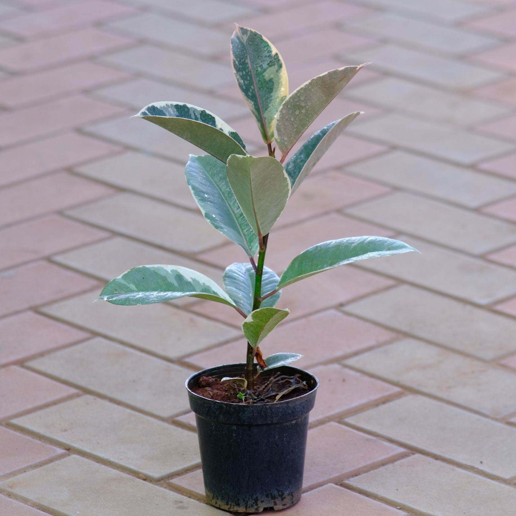 Variegated Rubber White Green in 4 Inch Nursery Pot