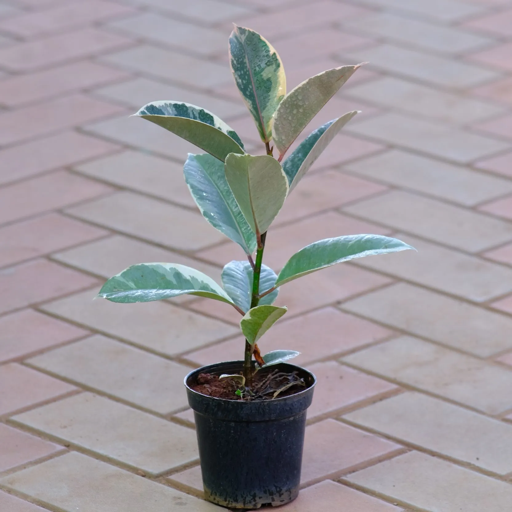 Variegated Rubber White Green in 4 Inch Nursery Pot