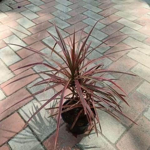 Dracaena Margarita in 5 Inch Nursery Pot