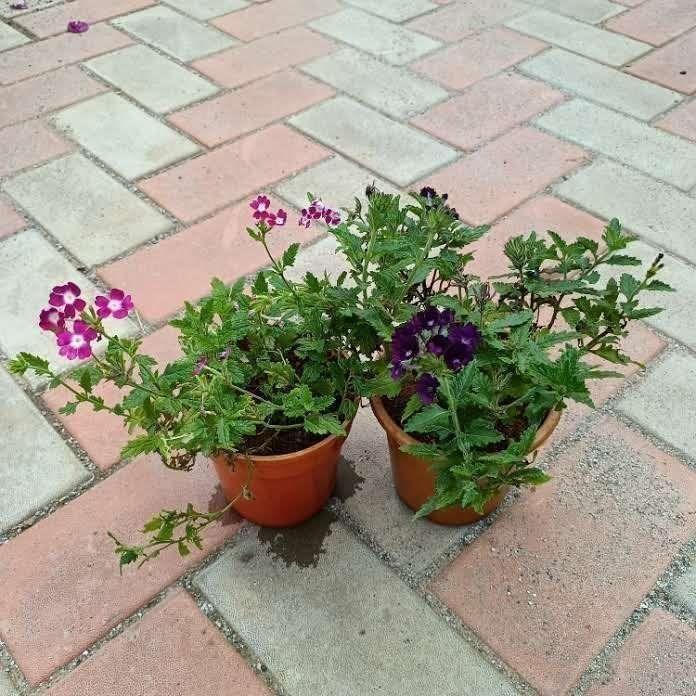 Set of 2 - Verbena (Pink & Purple) in 5 Inch Nursery Pot