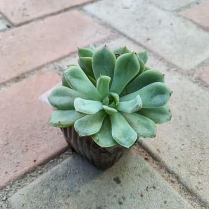 Buy Echeveria Succulent in 3 Inch Plastic Pot Online | Urvann.com