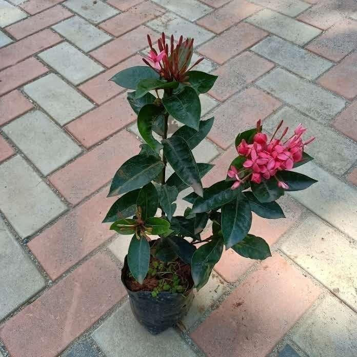 Ixora Pink in 4 Inch Nursery Bag