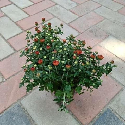 Chrysanthmum (any colour) in 6 Inch Nursery Pot
