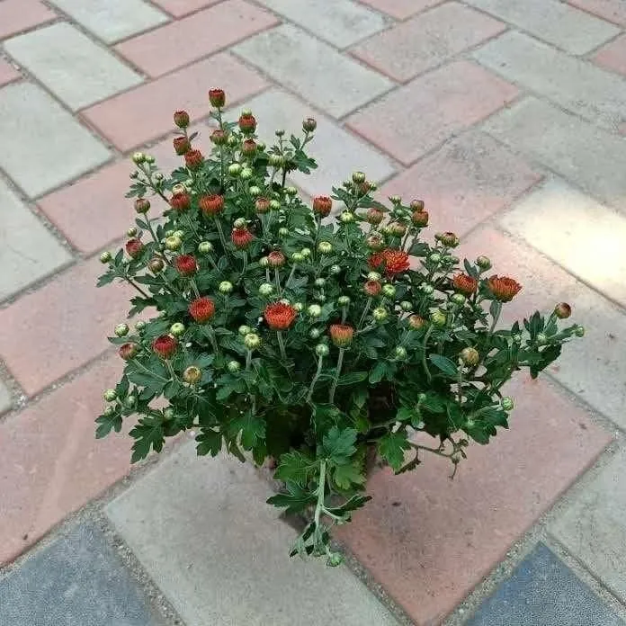 Chrysanthmum (any colour) in 6 Inch Nursery Pot