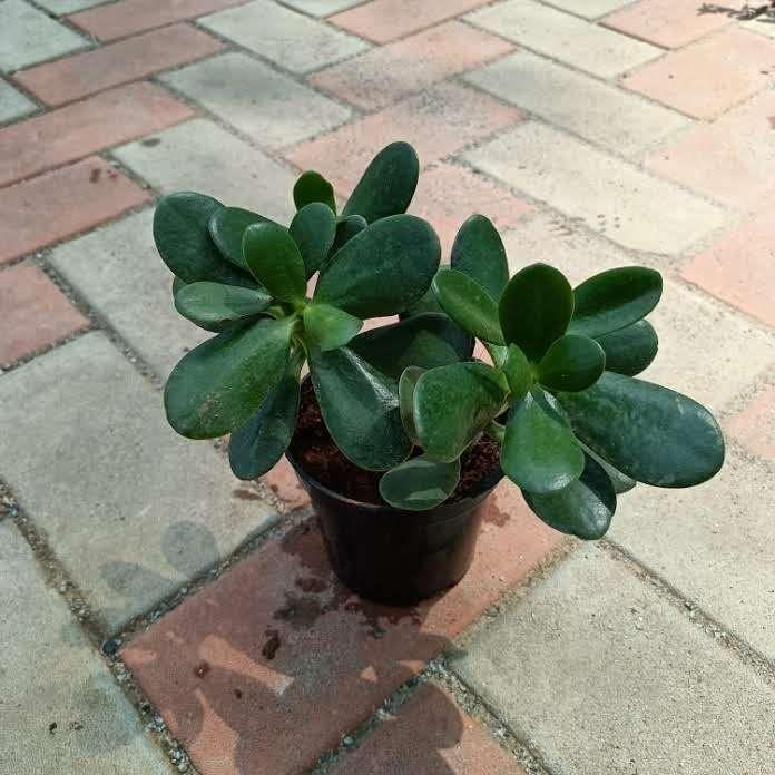 Buy Crassula in 4 Inch Plastic Pot Online | Urvann.com Crassula in 4 Inch Nursery Pot