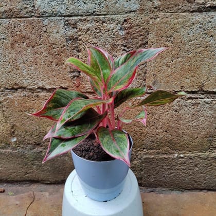 Buy Aglaonema Lipstick Green in 6 Inch Premium Plastic Pot (any colour) Online | Urvann.com