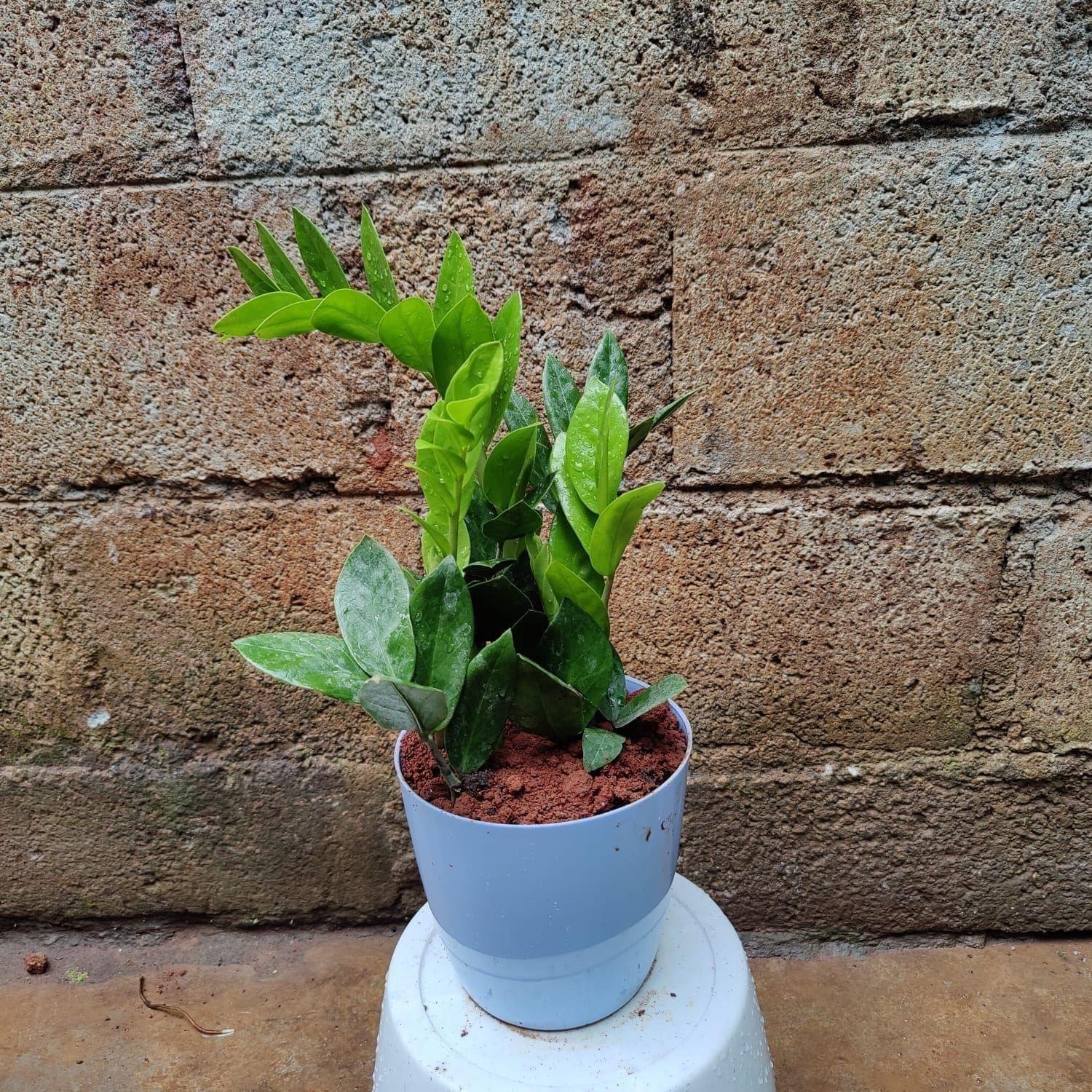 ZZ in 6 Inch Premium Plastic Pot (any colour)