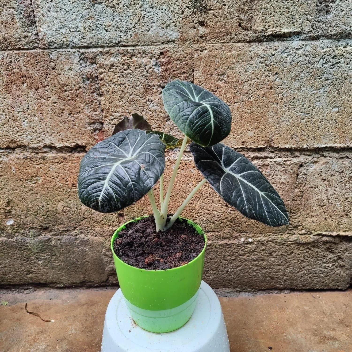 Exotic Calathea in 6 Inch Premium Plastic Pot (any colour)