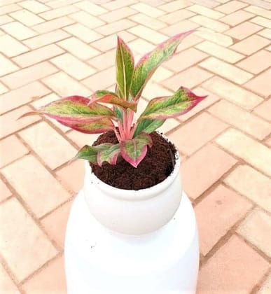 Buy Aglaonema Lipstick in 6 Inch Ceramic Pot (any colour) Online | Urvann.com
