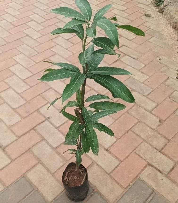 Buy Mango Raspuri Grafted (~ 2ft) in 4inch Nursery Bag Online | Urvann.com Mango Raspuri Grafted (~ 2ft) in 4inch Nursery Bag
