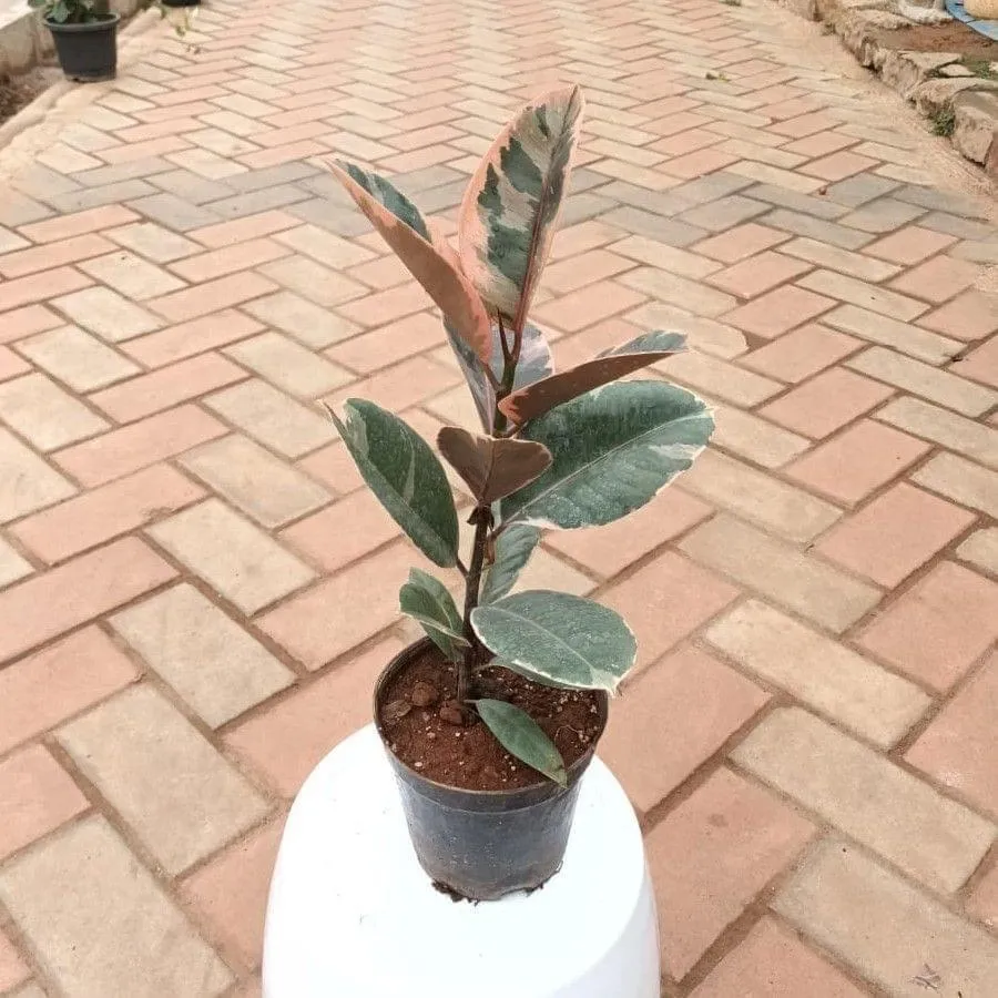 Rubber Vareigated (~ 1ft) in 5 Inch Nursery Pot