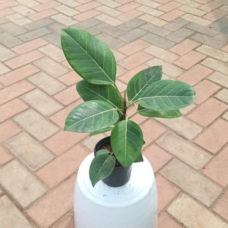 Rubber Green in 4 Inch Nursery Pot