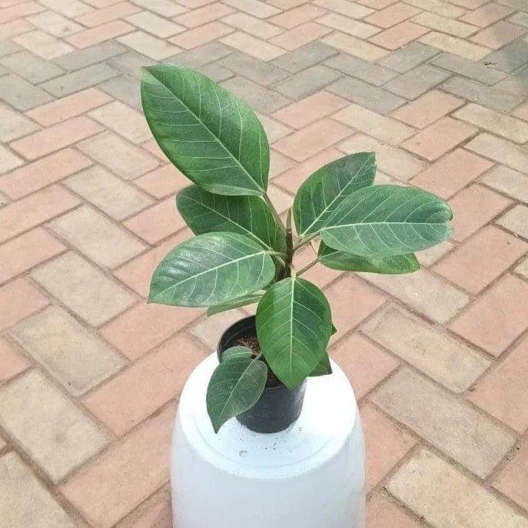 Rubber Green in 4 Inch Nursery Pot