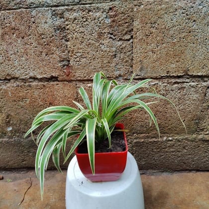 Buy Spider in 4 Inch Premium Square Plastic Pot (any colour) Online | Urvann.com