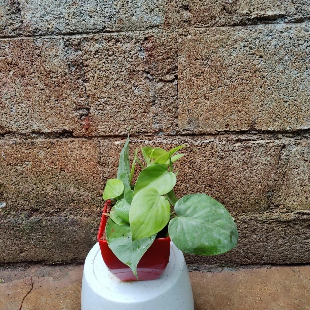 Philodendron Heart Leaves in 4 Inch Premium Square Plastic Pot (any colour)