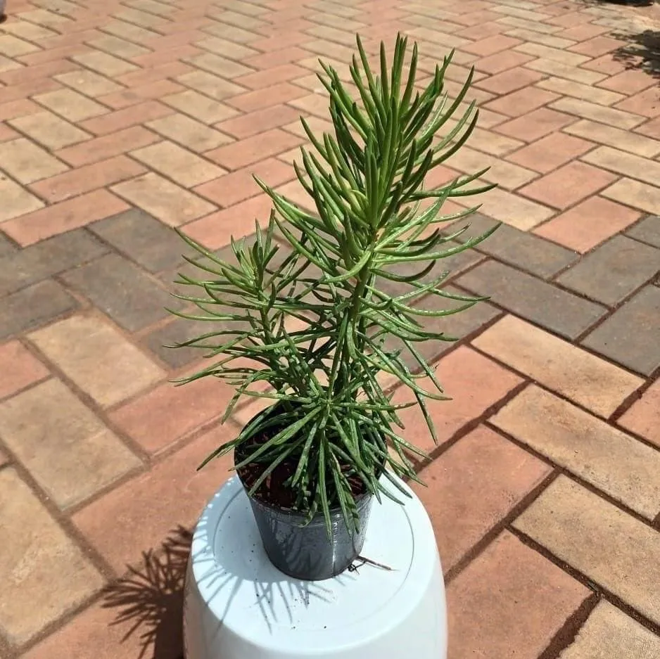 Bush Sanecio Succulent in 4 Inch Nursery Pot