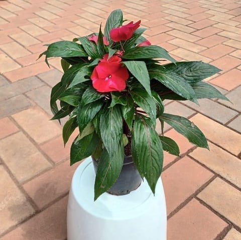 Impatiens / Balsamina Plant (any colour) in 5 Inch Live Plant Nursery Pot