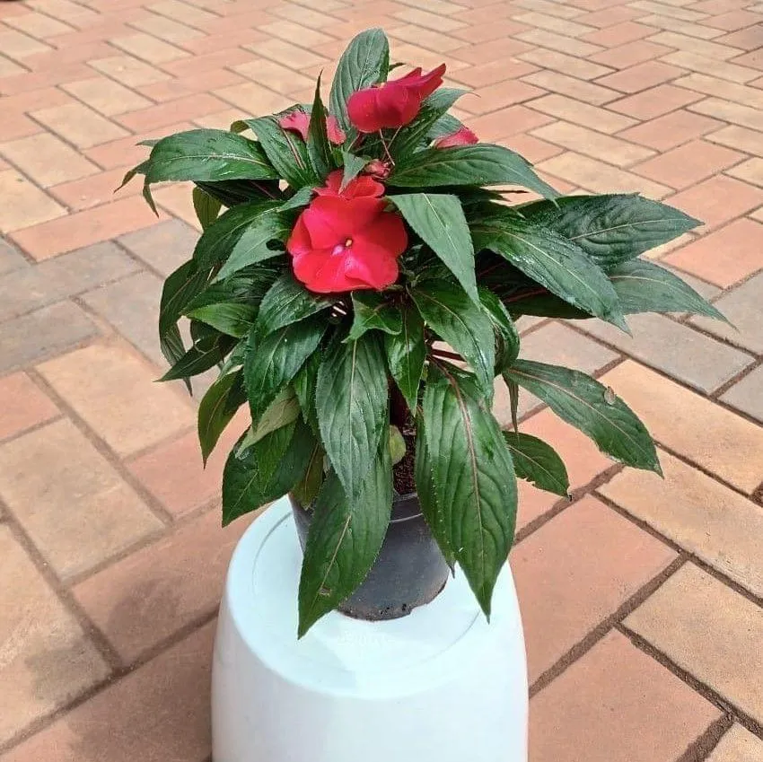 Impatiens / Balsamina Plant (any colour) in 5 Inch Nursery Pot