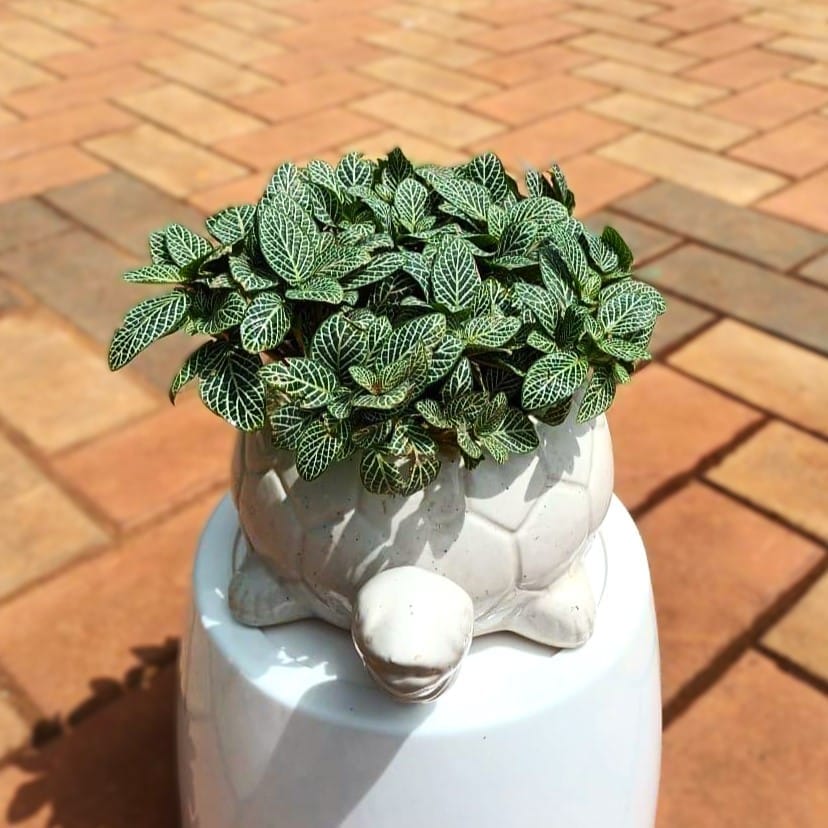 Fittonia / Nerve Plant in 6 Inch White Tortoise Designer Ceramic Planter Fittonia / Nerve Plant in 6 Inch White Tortoise Designer Ceramic Planter
