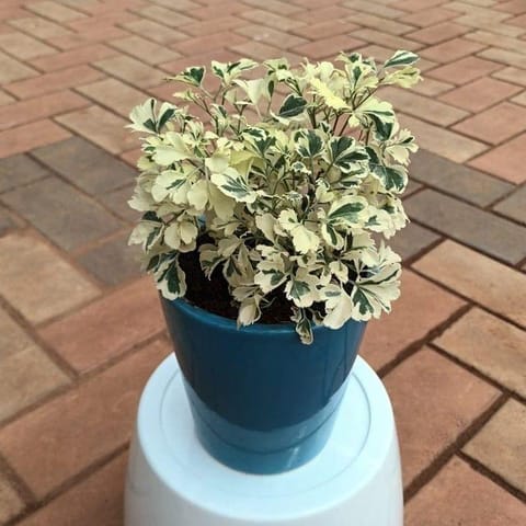 Aralia Variegated in 8 Inch Classy Ceramic Pot (any colour)