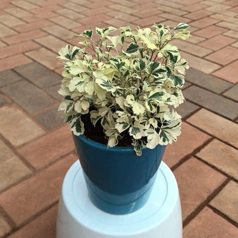 Aralia Variegated in 8 Inch Classy Ceramic Pot (any colour)