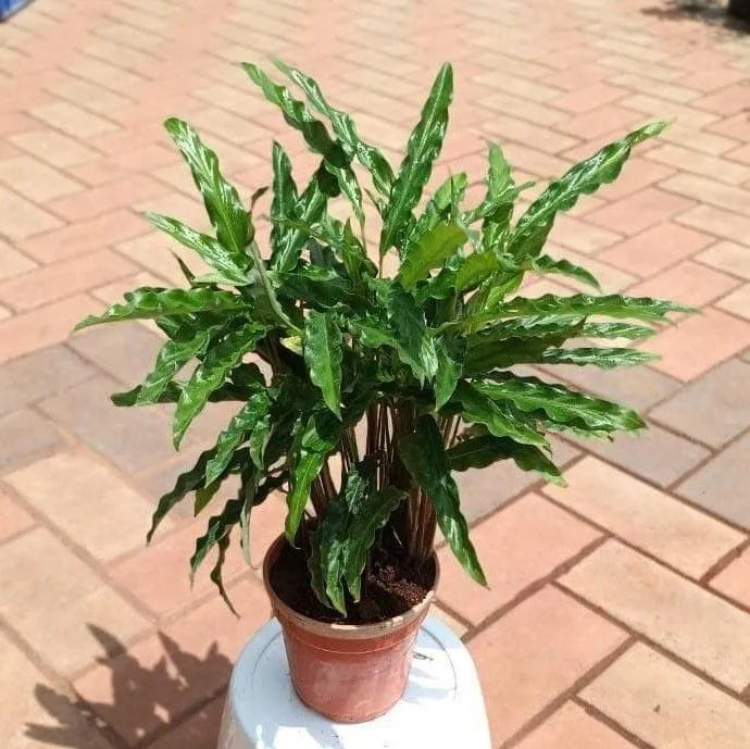 Hosta 'Hacksaw in 5 Inch Nursery Pot