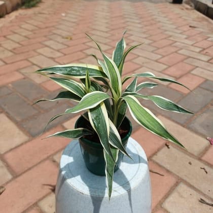 Buy Lucky Bamboo Soil Variegated in 4 Inch Plastic Pot Online | Urvann.com