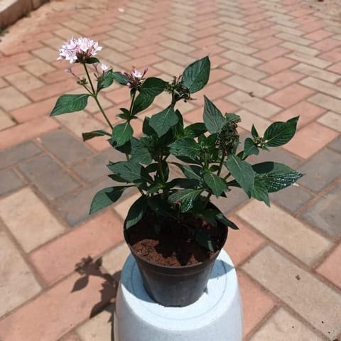 Pentas White in 4 Inch Live Plant Nursery Pot