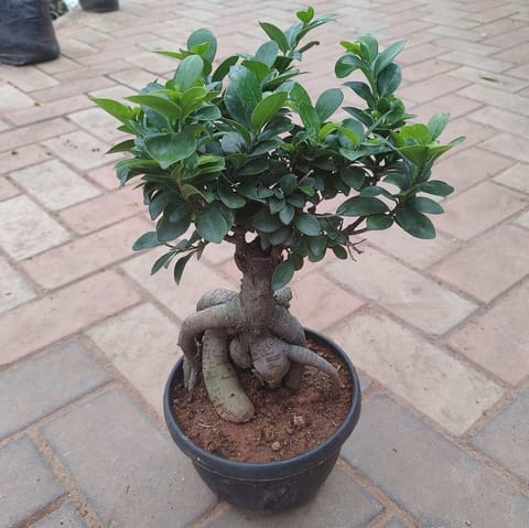 Ficus Bonsai (~ 1.5 feet) in 7 Inch Live Plant Nursery Pot
